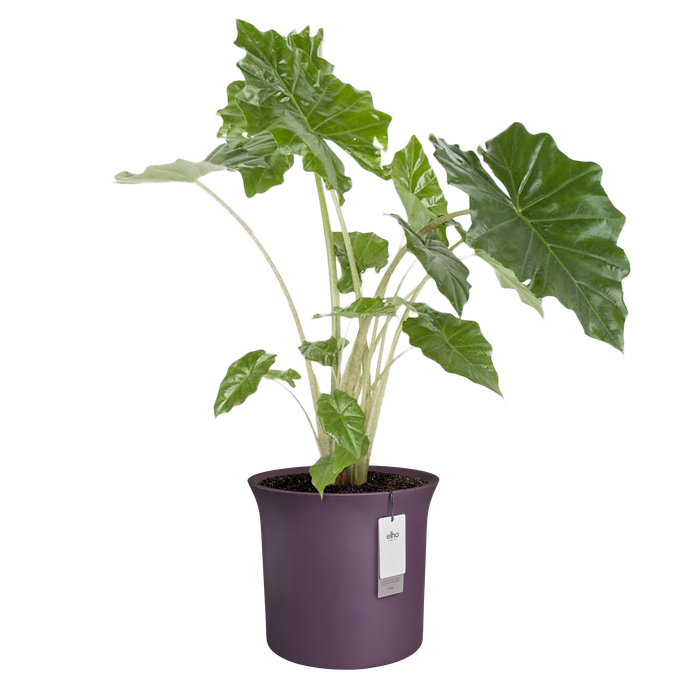 june tulip 40cm vintage prune